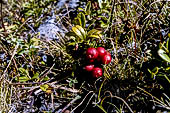 Valle di Rhemes, Daphne mezereum.